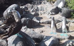 Blue-footed-boobies.jpg