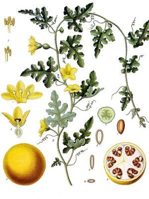 Citrullus colocynthis - Köhler–s Medizinal-Pflanzen-040.jpg