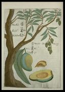 11. A plate from Michał Boym's Flora Sinensis (1656), the first description of an ecosystem of the Far East published in Europe.[2]