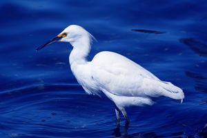 Greatwhiteegret03192006.JPG