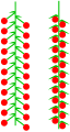 Catkin (racemose or spicate)