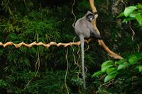 Phayre's Langur, Trachypithecus phayrei in Phu Khieo Wildlife Sanctuary (21134240148).jpg