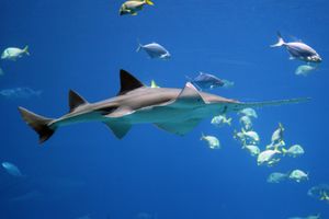 Sawfish by Forrest Samuels.jpg