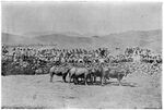 Toda buffaloes in kraal.jpg