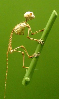 A photograph of a primate skeleton.
