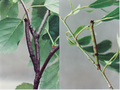 Peppered Moth caterpillars are superb twig mimics on birch (left) and willow (right) branches