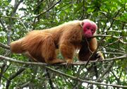 Brown monkey with red face