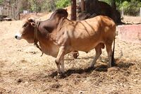 Rathi 02.JPG