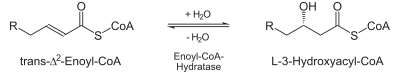 Beta-Oxidation2.svg