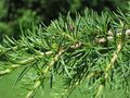 Cedrus libani shoot.jpg