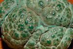 Malachite Congo 4 Luc Viatour.jpg