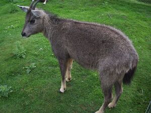 Nemorhaeduscaudatusarnouxianus.JPG