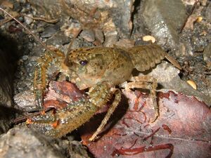 Paranephrops.jpg