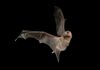Southern bentwing bat.jpg