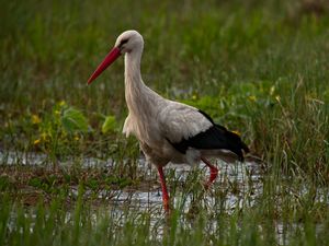 Ciconia ciconia -Mscichy, Grajewo County, Poland-8.jpg