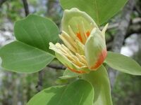 Liriodendronflower0117.JPG