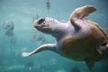 الترسة طويلة الرأس (Caretta caretta)