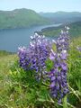 Lupinus sp., Raspberry Island, Alaska, United States