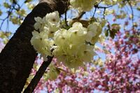 ''Prunus serrulata'' 'Grandiflora' A. Wagner (Ukon)[ja] with rare yellow flowers developed in the Edo period of Japan. One of the cultivars selected for the British Award of Garden Merit.