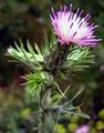 Carduus tenuiflorus (Carduoideae)