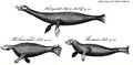 Long-necked seal.jpg