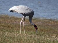 Saus Crane I IMG 8663.jpg