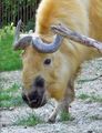 Takin at the Paris Menagerie.