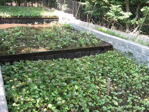 Wasabi crop 2006-07-29.JPG