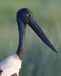 Black-necked Stork (Ephippiorhynchus asiaticus) - Flickr - Lip Kee (2).jpg