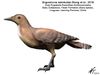 Eogranivora edentulata