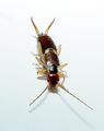 أبو مقص الشائع (Forficula auricularia)