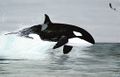 Orcinus orca-Zeichnung.jpg
