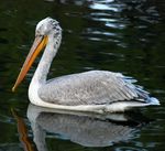 Pelecanus crispus at Beijing Zoo.JPG