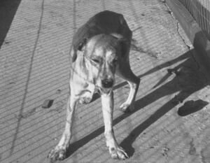 Rabid dog.jpg