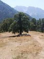 Sheep in shadow, Konitsa, Ioannina prefecture, Greece.jpg