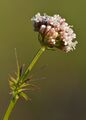 V. officinalis