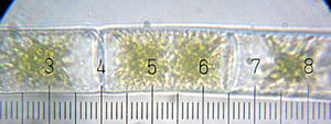 20100417 005205 Zygnema.jpg