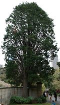 Mexican Cypress.jpg