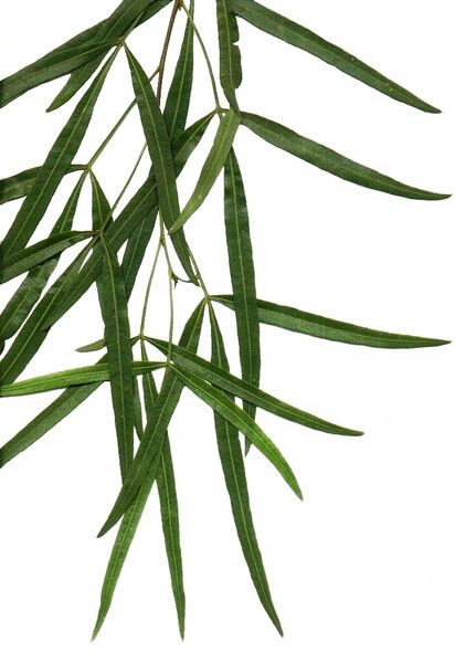 ملف:Rhus lancea, foliage detail.jpg
