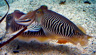 Breeding pattern of cuttlefish, Sepia officinalis