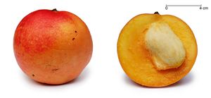 Photo of one whole and one split mango displaying its seed, which is approximately 1/3 the size of the entire fruit