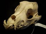 A bulldog skull