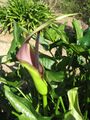 A. pictum