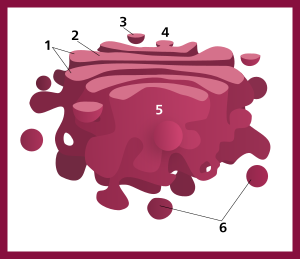 Golgi apparatus (numbers version).svg