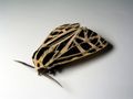 Grammia parthenice Tiger Moth