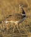Little Bustard (Tetrax tetrax), Castuera, Extremadura, Spain.jpg