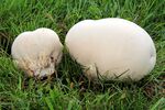 Riesenbovist Calvatia gigantea.JPG