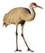 Sandhill Crane (Grus canadensis pratensis) (6852440498) white background.jpg
