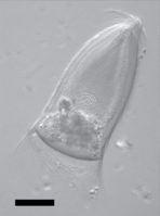 Trichonympha campanula, a mutualist partner of termites