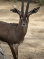 Cuvier's Gazelle